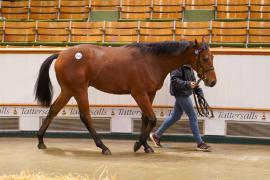 Lot  1525 TBK3 1008Tattersalls