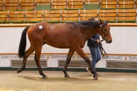 Lot  1525 TBK3 1016Tattersalls