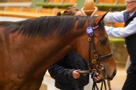 Lot  1525 TBK3 1020Tattersalls