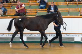 Lot  152 TSS1112Tattersalls