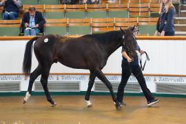 Lot  152 TSS1120Tattersalls