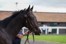 Lot  152 TSS1134Tattersalls