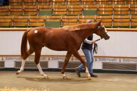 Lot  1532 TBK3 1117Tattersalls