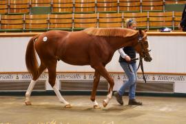 Lot  1532 TBK3 1118Tattersalls