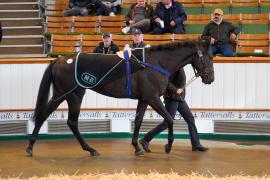 Lot  1549 THIT238Tattersalls