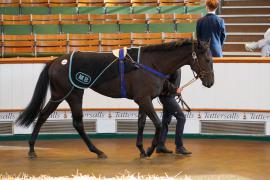 Lot  1549 THIT248Tattersalls