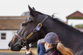 Lot  1549 THIT271Tattersalls