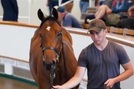 Lot  154 TSS1146Tattersalls