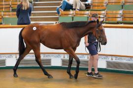 Lot  154 TSS1316Tattersalls