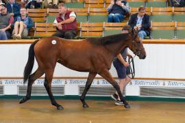 Lot  154 TSS1344Tattersalls