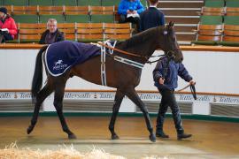 Lot  1562 THIT464Tattersalls