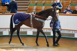 Lot  1562 THIT471Tattersalls