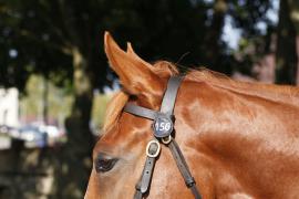 Lot  156 T B K1 V0492 Tattersalls