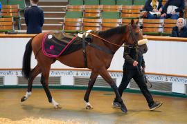 Lot  1579 THIT540Tattersalls