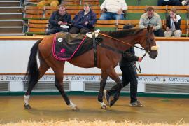 Lot  1579 THIT545Tattersalls