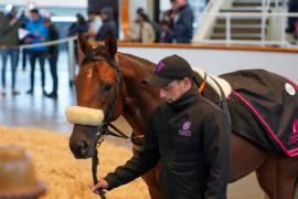 Lot  1579 THIT576Tattersalls