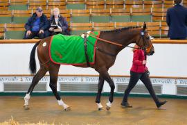 Lot  157 SHIT1182Tattersalls