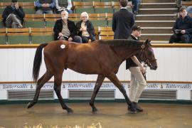 Lot  157 TBK1 3765Tattersalls