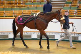 Lot  1581 THIT 709Tattersalls