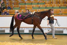 Lot  1581 THIT 716Tattersalls