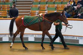 Lot  1586 THIT607Tattersalls