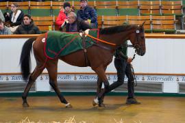 Lot  1588 THIT717Tattersalls