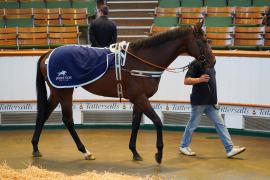 Lot  1595 THIT809Tattersalls