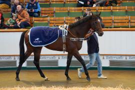 Lot  1595 THIT829Tattersalls