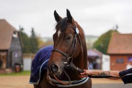 Lot  1595 THIT859Tattersalls