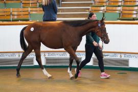 Lot  159 TSS1226Tattersalls