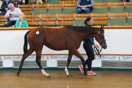 Lot  159 TSS1293Tattersalls