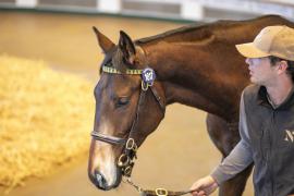 Lot  1617 TBK3 2264Tattersalls