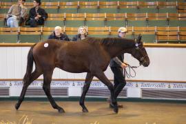 Lot  1617 TBK3 2312Tattersalls