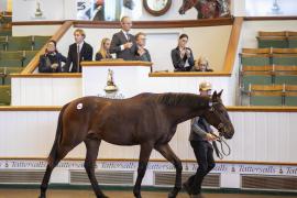 Lot  1617  TBK3 2352Tattersalls