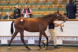 Lot  1620 TBK3 2419Tattersalls