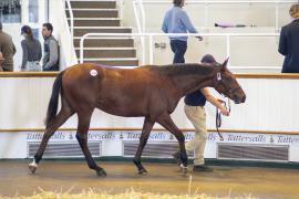 Lot  1620 TBK3 2436Tattersalls