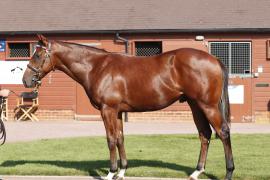 Lot  162 T B K1 V0365 Tattersalls