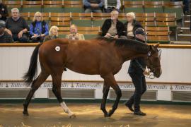 Lot  163 TBK1 3963Tattersalls