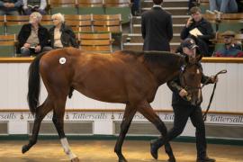 Lot  163 TBK1 3988Tattersalls