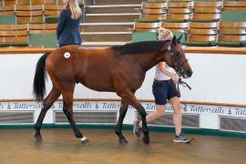 Lot  163 TSS1339Tattersalls