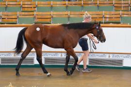 Lot  163 TSS1349Tattersalls