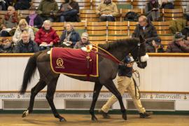 Lot  1641 TDM 5595Tattersalls