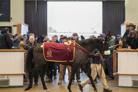 Lot  1641 TDM 5628Tattersalls