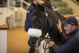 Lot  1641 TDM 5648Tattersalls