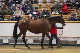 Lot  1650 TDM 5740Tattersalls