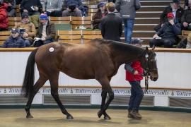 Lot  1650 TDM 5797Tattersalls