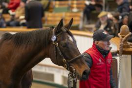 Lot  1650 TDM 5820Tattersalls