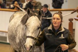 Lot  1656 TDM 5915Tattersalls