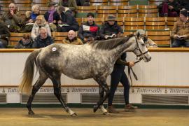 Lot  1656 TDM 5932Tattersalls