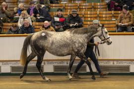 Lot  1656 TDM 5933Tattersalls